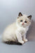 Garfield | ragdoll kitten