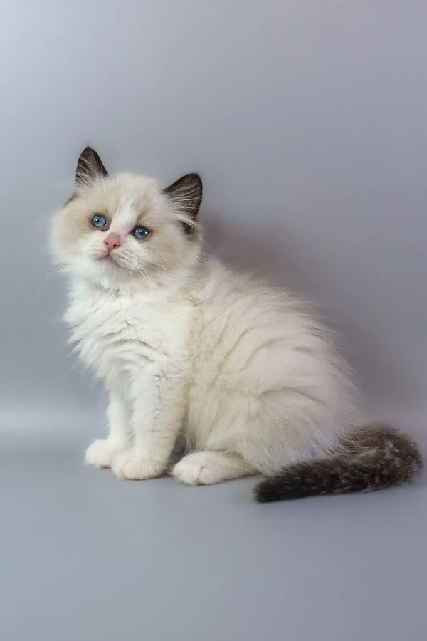 Garfield | ragdoll kitten