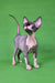 Cute Hairless Sphynx kitten named Garfield in a cozy setting