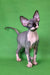 Cute Hairless Sphynx cat in Garfield Sphynx Kitten product display