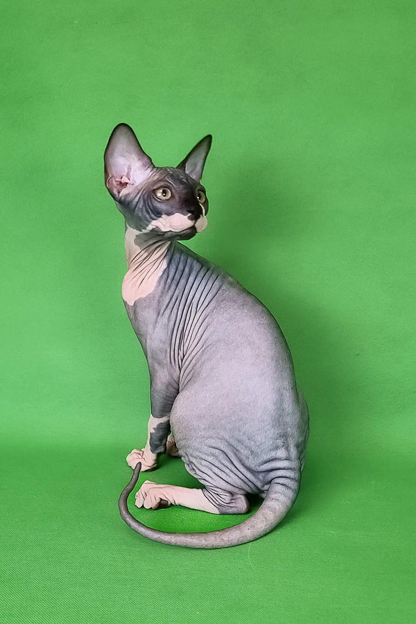 Hairless Sphynx kitten named Garfield showcasing its playful personality and cuteness