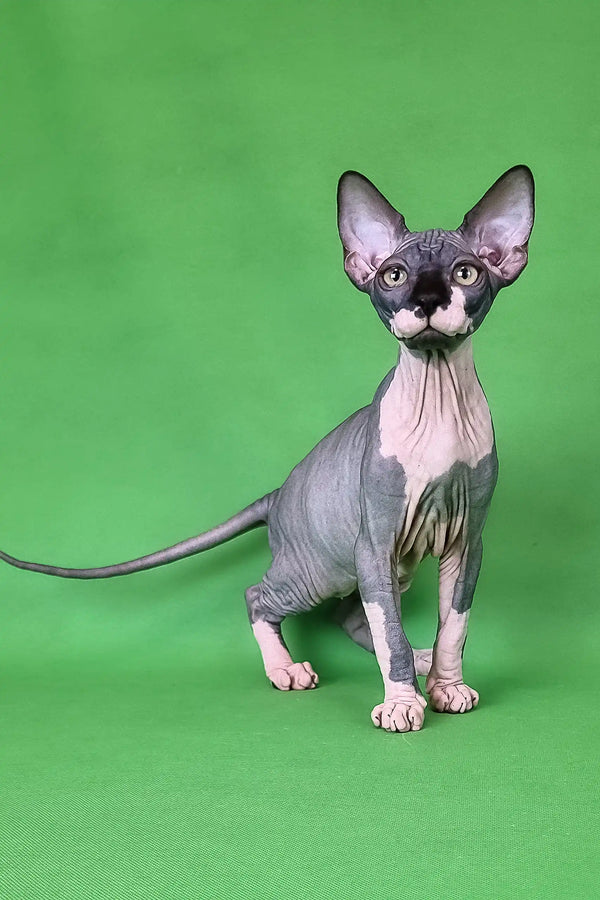 Hairless Sphynx cat featured in Garfield Sphynx Kitten product line