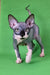 Hairless Sphynx cat in Garfield Sphynx Kitten product, cute and playful look