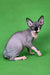 Adorable Hairless Sphynx cat in Garfield Sphynx Kitten product display