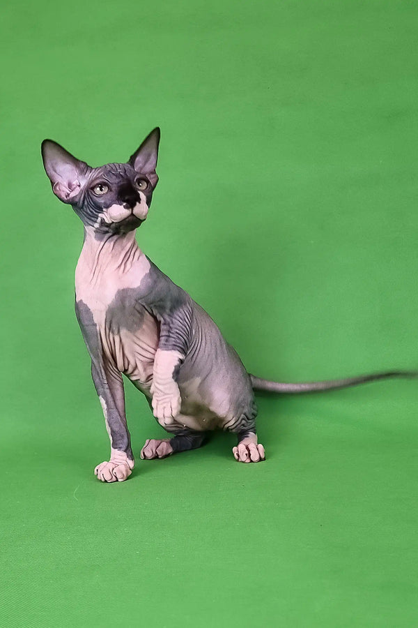 Cute Hairless Sphynx kitten named Garfield with unique dark markings