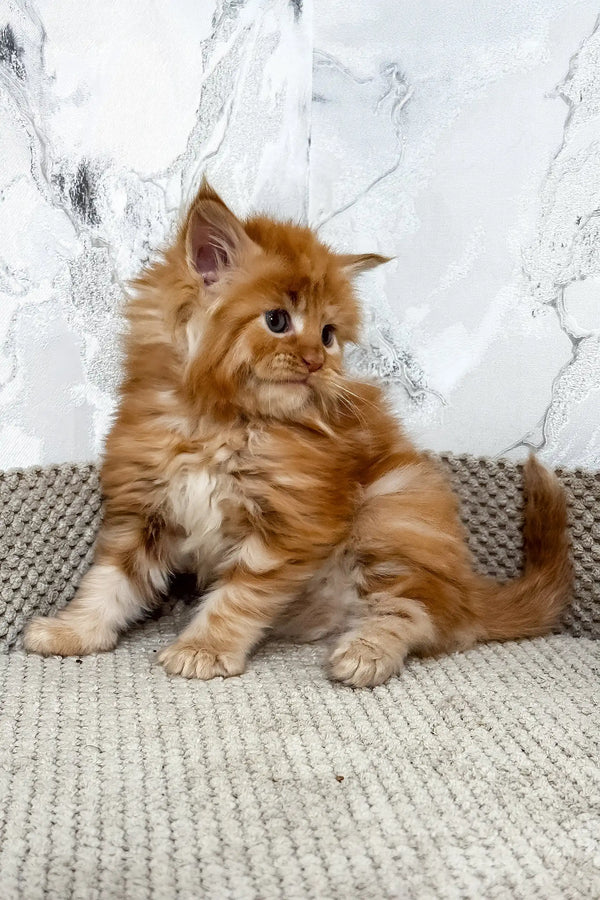 Garfild | maine coon kitten