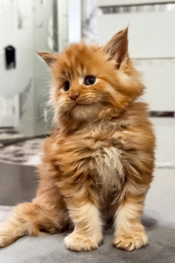 Garfild | maine coon kitten