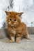 Garfild | maine coon kitten