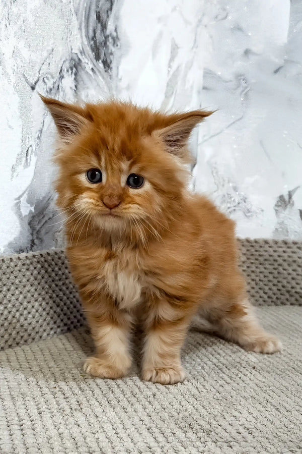 Garfild | maine coon kitten