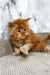 Garfild | maine coon kitten
