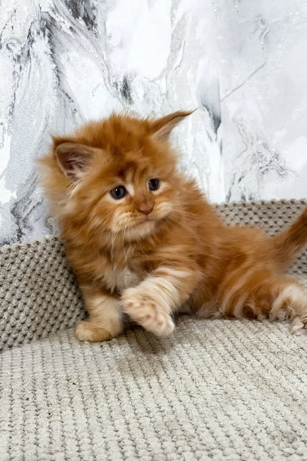Garfild | maine coon kitten