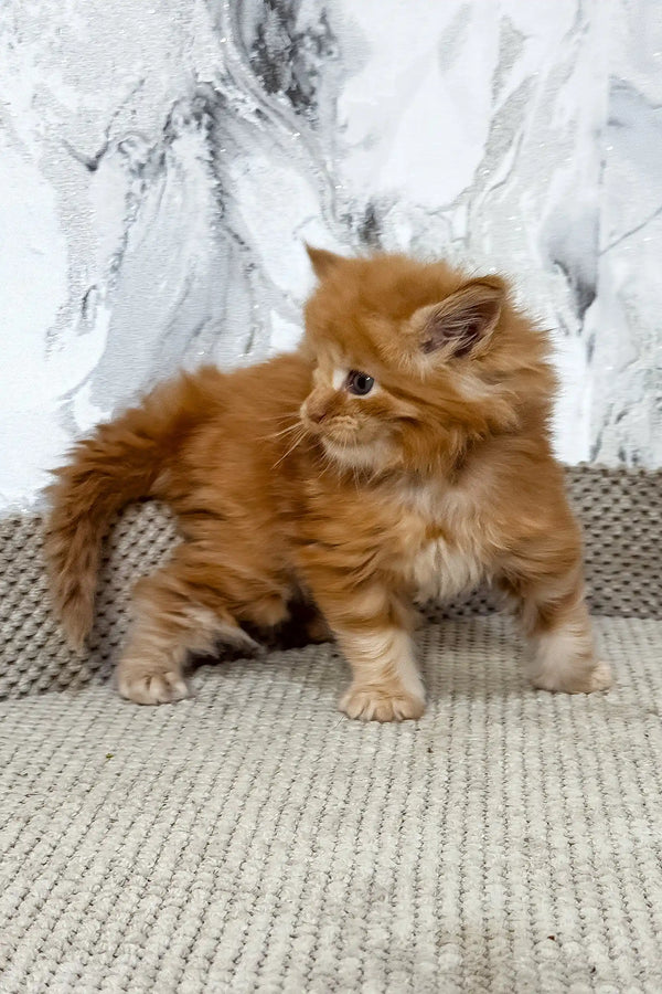 Garfild | maine coon kitten