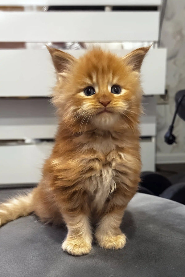 Garfild | maine coon kitten