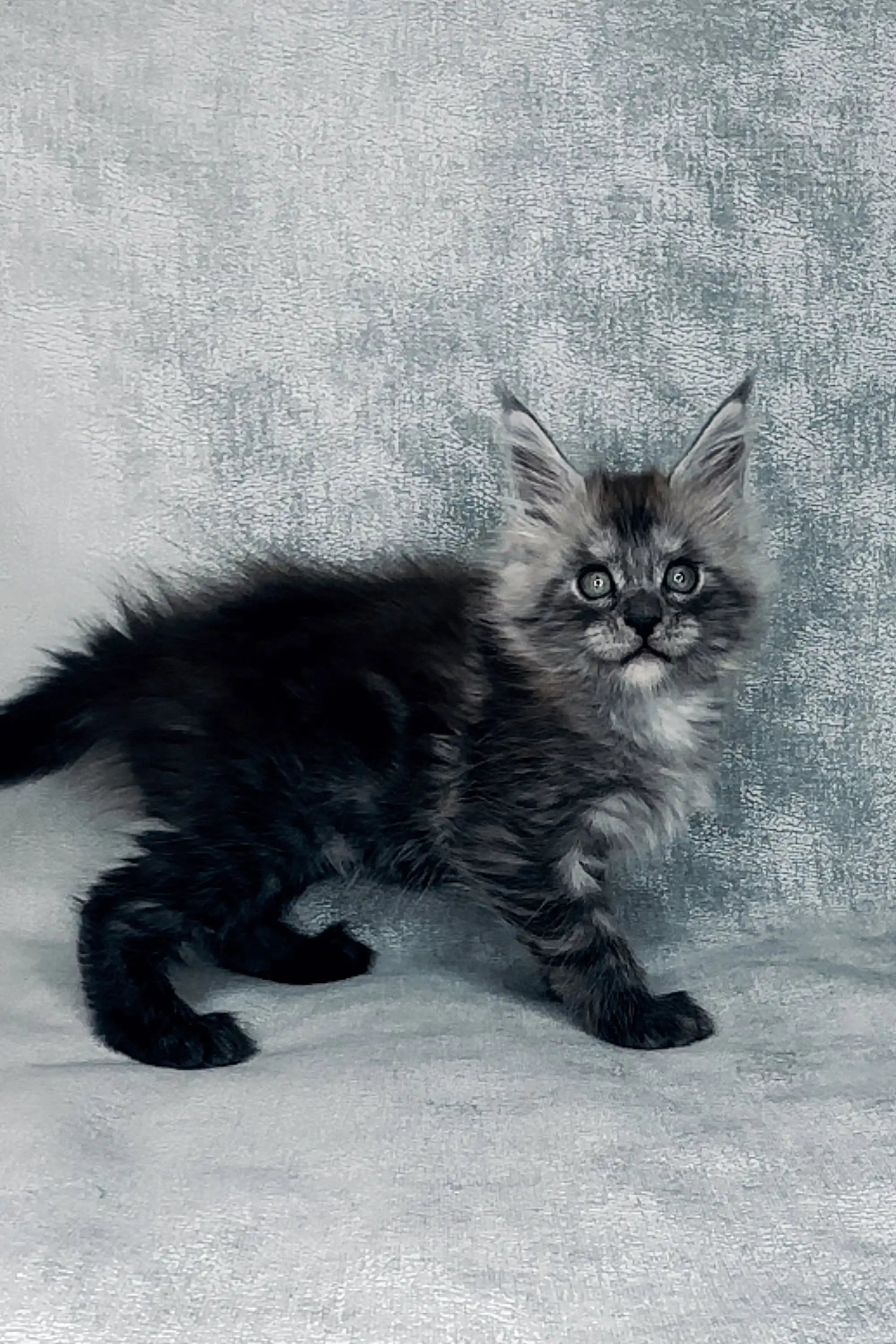 Maine Coon Kittens for Sale Garmoniya | Kitten