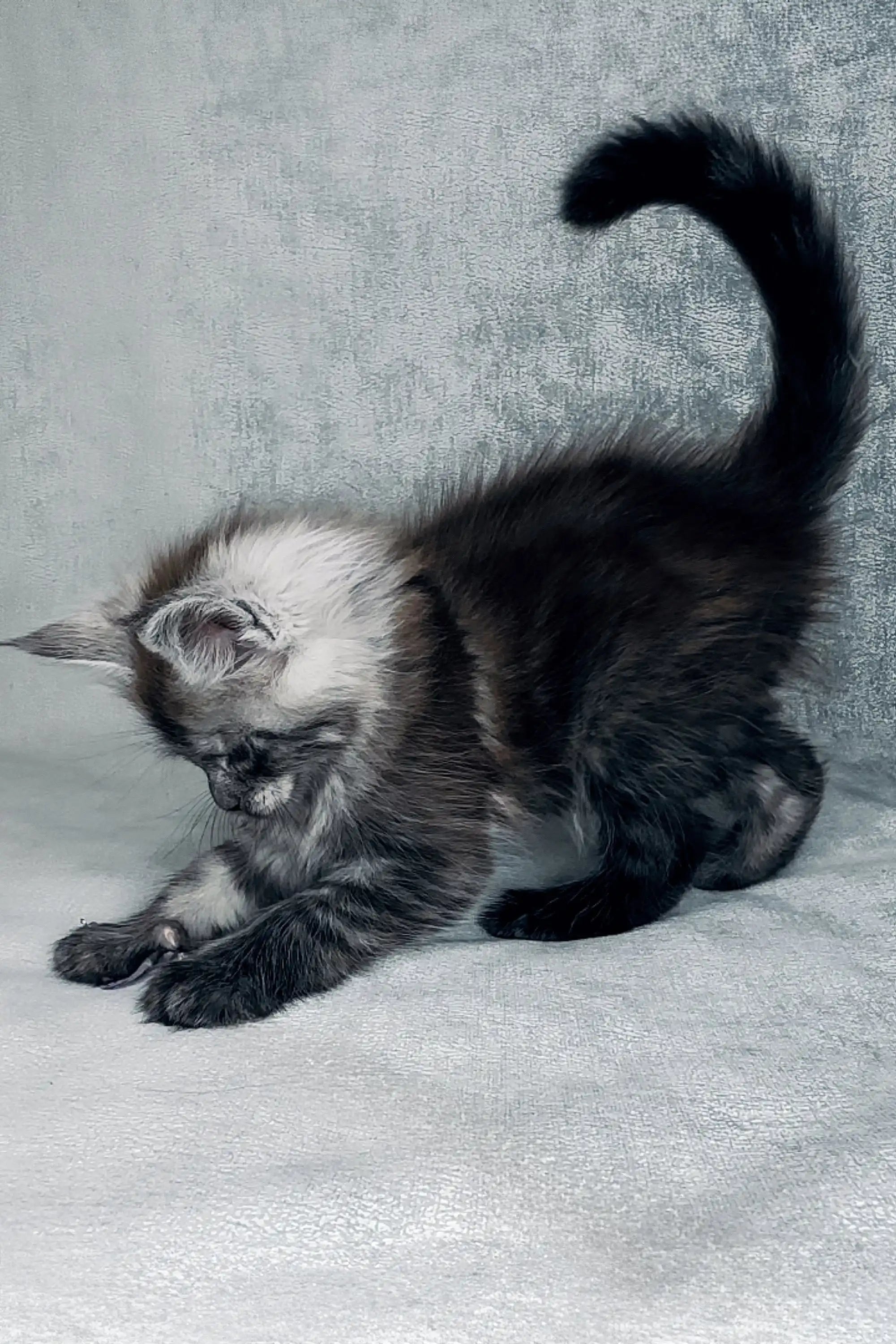 Maine Coon Kittens for Sale Garmoniya | Kitten