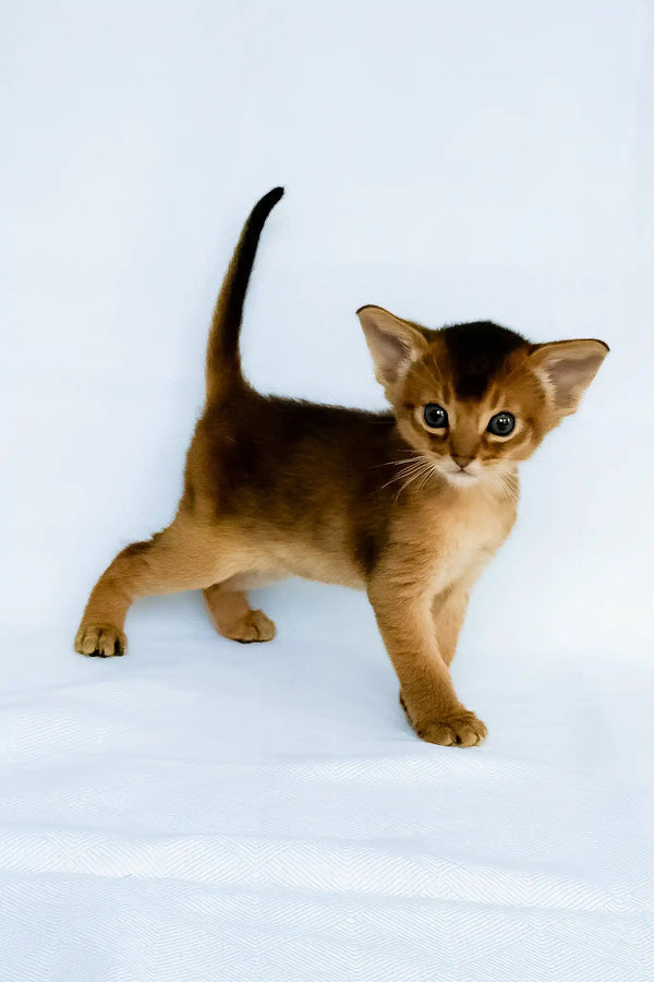 Garry | abyssinian kitten