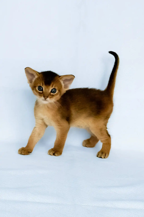 Garry | abyssinian kitten
