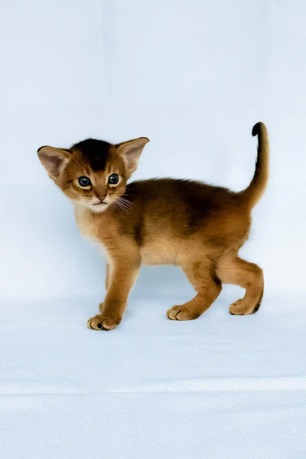 Garry | abyssinian kitten