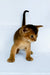 Garry | abyssinian kitten