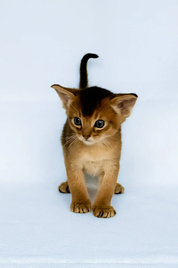 Garry | abyssinian kitten