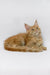 Cute Ginger Maine Coon kitten named Garry, perfect for your next furry friend