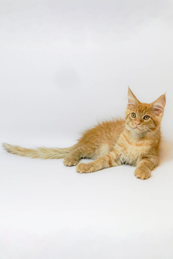 Ginger tabby Maine Coon kitten named Garry, playfully exploring his new home