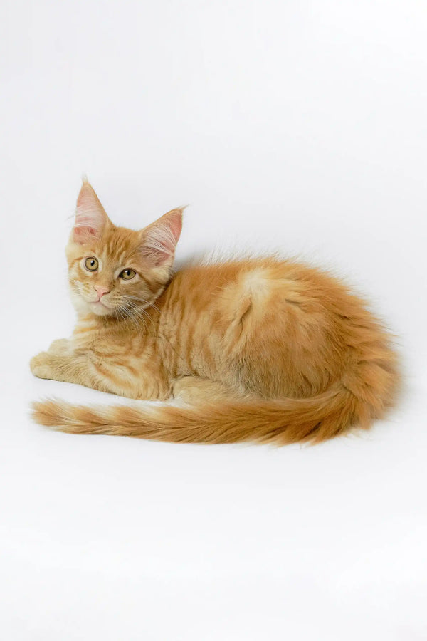 Adorable orange tabby kitten Garry from the Maine Coon breed, perfect for your home