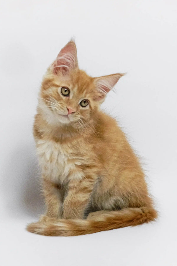 Orange tabby kitten named Garry, a cute Maine Coon companion