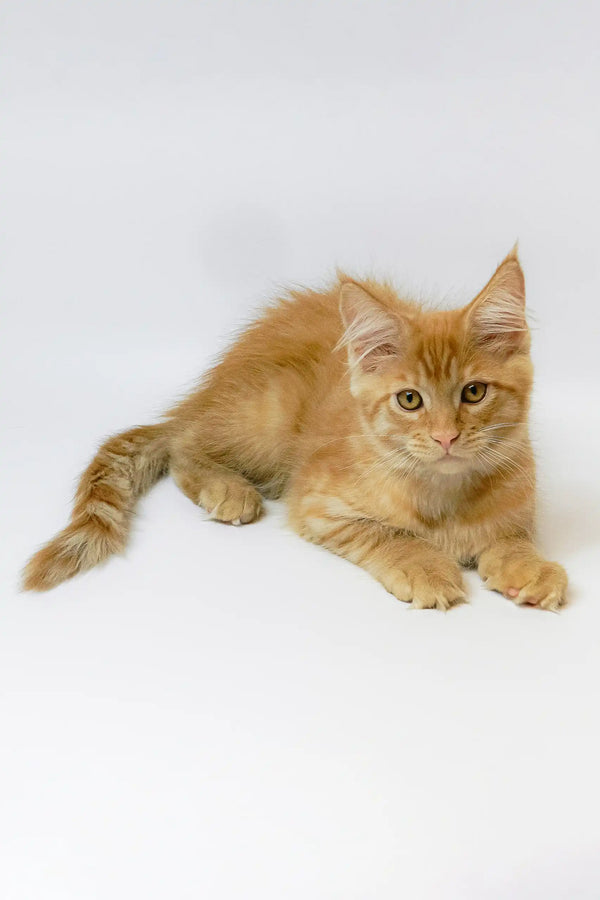 Cute orange tabby kitten named Garry from the Maine Coon breed collection