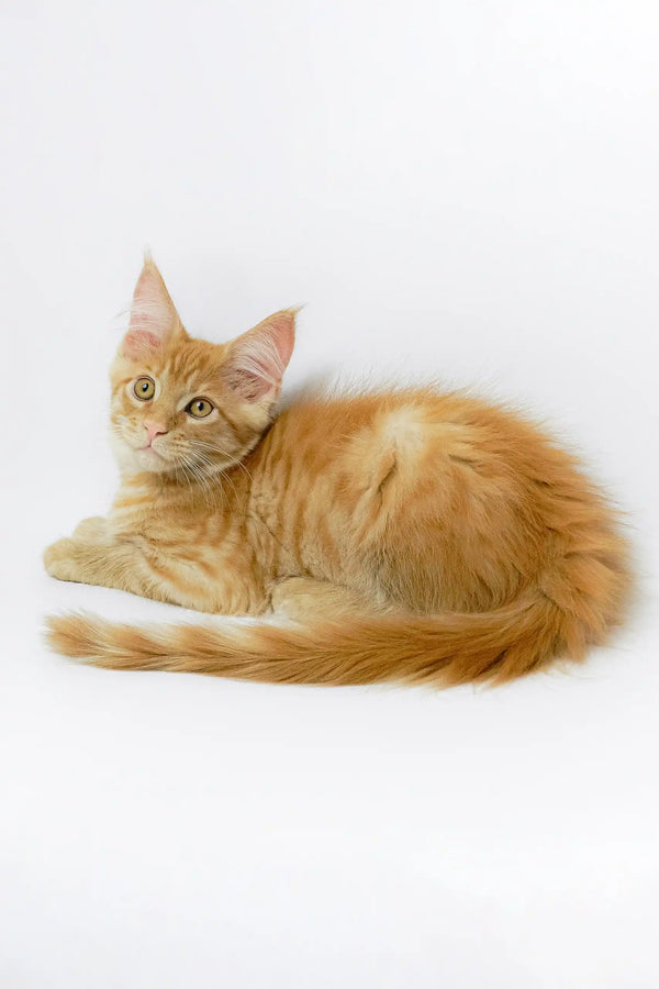 Cute orange tabby kitten named Garry, a charming Maine Coon Kitten