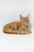 Adorable orange tabby kitten named Garry from the Maine Coon breed