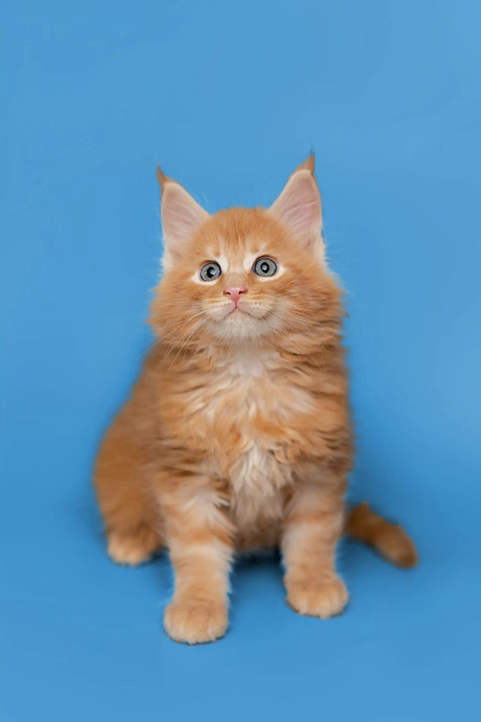 AVADA - Best Sellers Gary | Maine Coon Kitten