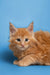 AVADA - Best Sellers Gary | Maine Coon Kitten