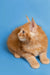 Fluffy orange Maine Coon kitten sitting pretty against a blue backdrop