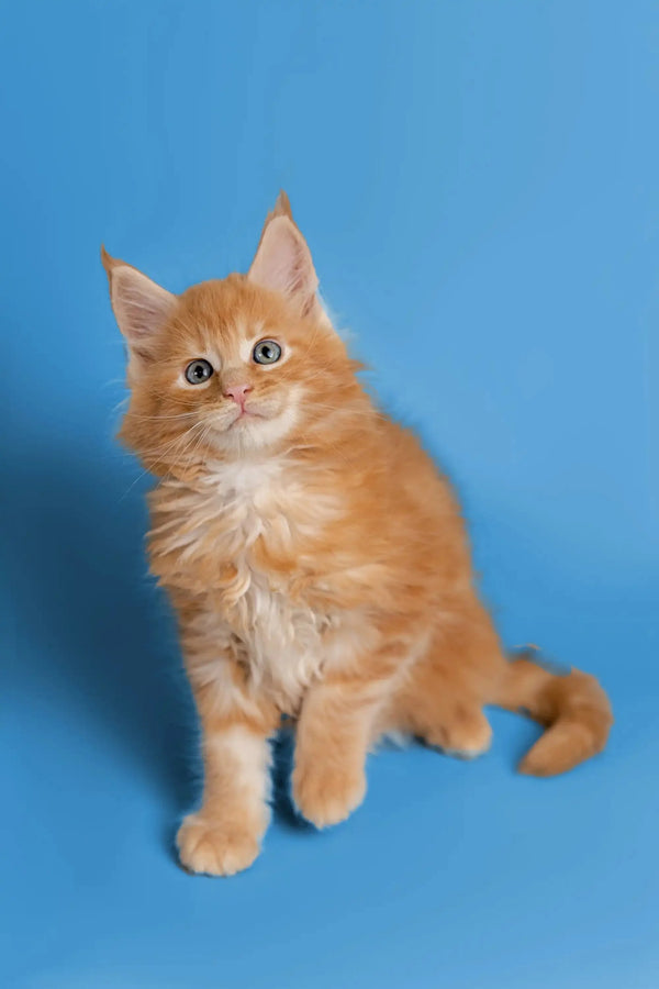 Fluffy orange Maine Coon kitten sitting upright with an alert expression