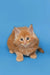 Fluffy orange Maine Coon kitten with wide eyes and perky ears ready for fun!