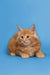 Fluffy orange Maine Coon kitten with pointed ears and wide eyes named Gary