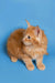 Fluffy orange Maine Coon kitten with bright eyes and perked ears, adorable Gary