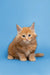 Fluffy orange Maine Coon kitten with pointed ears and wide eyes, named Gary