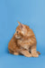 Fluffy orange Maine Coon kitten Gary sitting with a cute sideways glance