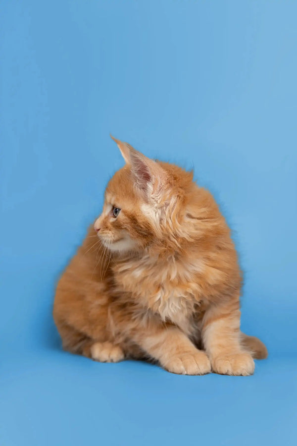 Fluffy orange Maine Coon kitten Gary sitting with a cute sideways glance