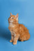 Fluffy orange Maine Coon kitten Gary sitting alert and ready for fun