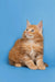 Fluffy orange Maine Coon kitten Gary with bright eyes sitting upright