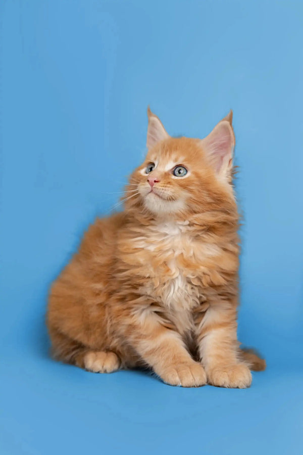 Fluffy orange Maine Coon kitten Gary with bright eyes sitting upright