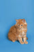 Fluffy orange Maine Coon kitten named Gary sitting upright and looking adorable