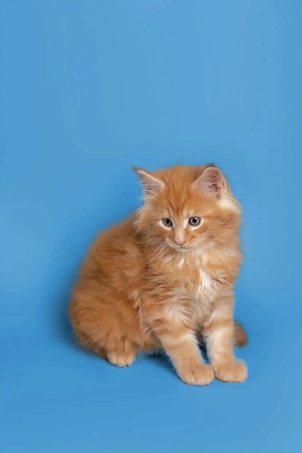 Fluffy orange Maine Coon kitten named Gary sitting upright and looking adorable