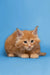 Adorable ginger Maine Coon kitten with fluffy fur and an alert expression