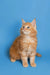 Orange tabby Maine Coon kitten with fluffy fur and an alert expression