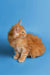 Orange tabby Maine Coon kitten with fluffy fur on a blue backdrop