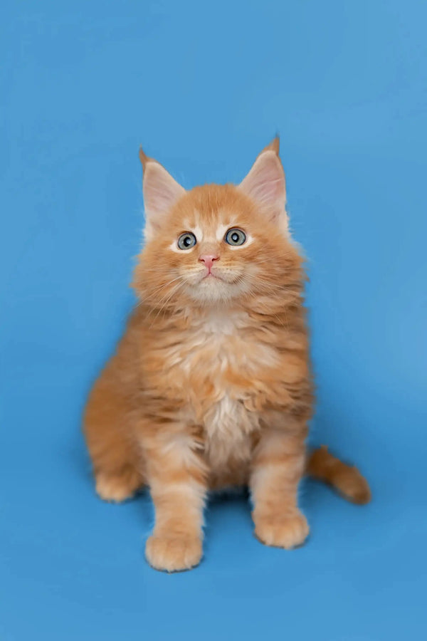 Cute Orange Tabby Maine Coon Kitten with fluffy fur and alert expression